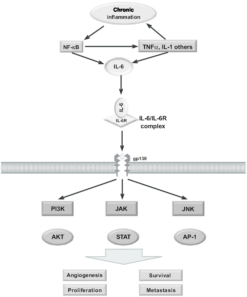 The role of IL-6 on tumorigenesis. Chronic inflammatory signals, as active NF-B and inflammatory cytokines (TNF, IL-1) lead to IL-6 pathway activation. The downstream effectors signal for the release of several mediators involved on angiogenesis, survival, proliferation and metastasis, through activation of different pathways, as PI3K/AKT, JAK/STAT, JNK/AP-1.  