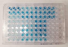 An ELISA being developed with TMB substrate for horseradish peroxidase-linked secondary antibody