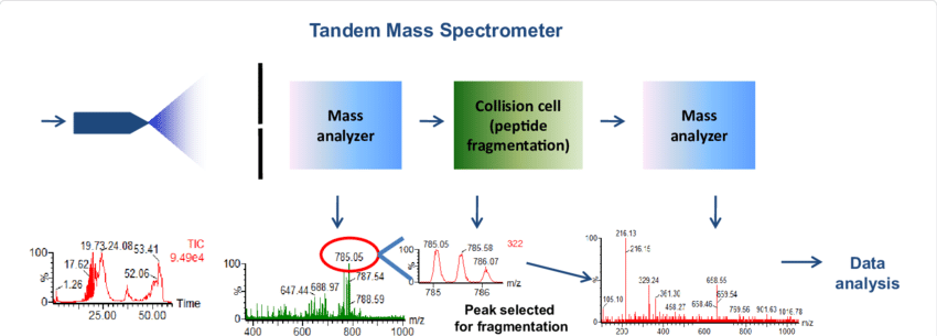 LC-MS/MS. The protein sample is fractionated by HPLC, then it is ionized and enters the mass analyzed, where a series of peaks are analyzed in MS mode and one of them (i.e.785.05) is verified for the charge state (doubly charged) and then selected for fragmentation and fragmented in the collision cell. The MS fragments are analyzed in a second analyzed (MS/MS) and then all MS and MS/MS peaks are interrogated by database search and data analysis.