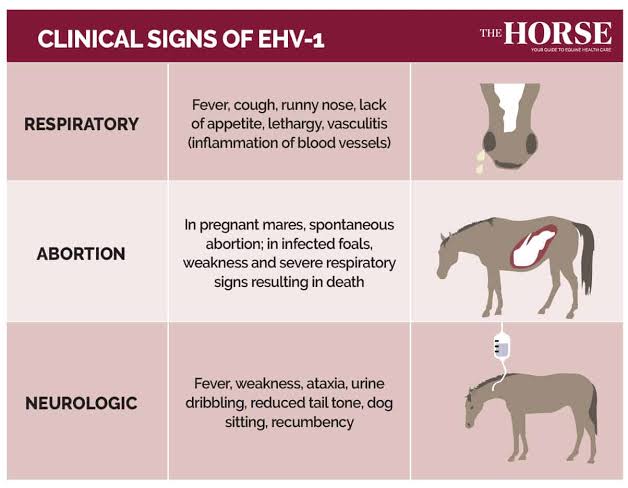 Everything You Need To Know About EHV-1 – The Horse