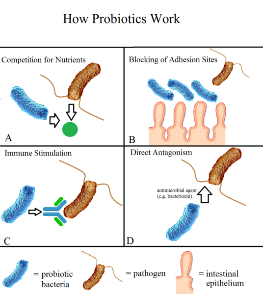 Mécanismes proposés des actions des souches probiotiques au niveau de l'épithélium intestinal 